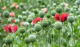 罂粟高清在线观看,高清在线揭秘毒品背后的黑暗世界