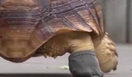 乌龟塌房爆料视频大全,独家爆料视频大盘点